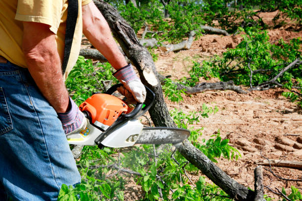 Best Emergency Tree Service  in Chester, SC